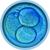 ivf-4
