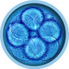 ivf-5